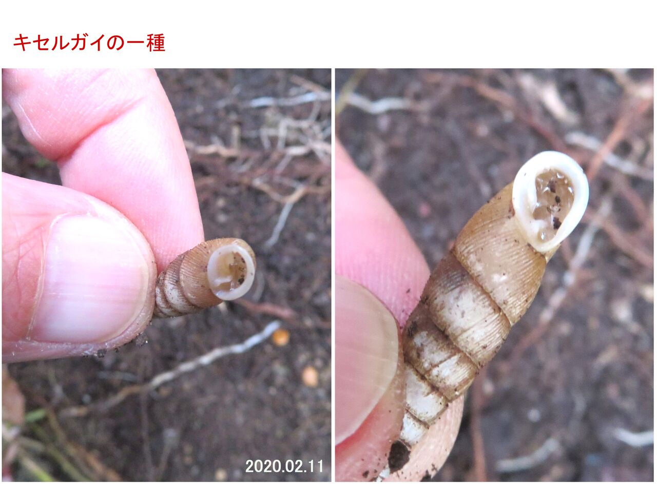 貝殻標本 17種 キセル貝 まとめ売り コレクター放出品 トノサマギセル ナミギセル アワジウツミギセル ハコネギセル ハゲギセル等 Www Galerieamlindenhof Ch