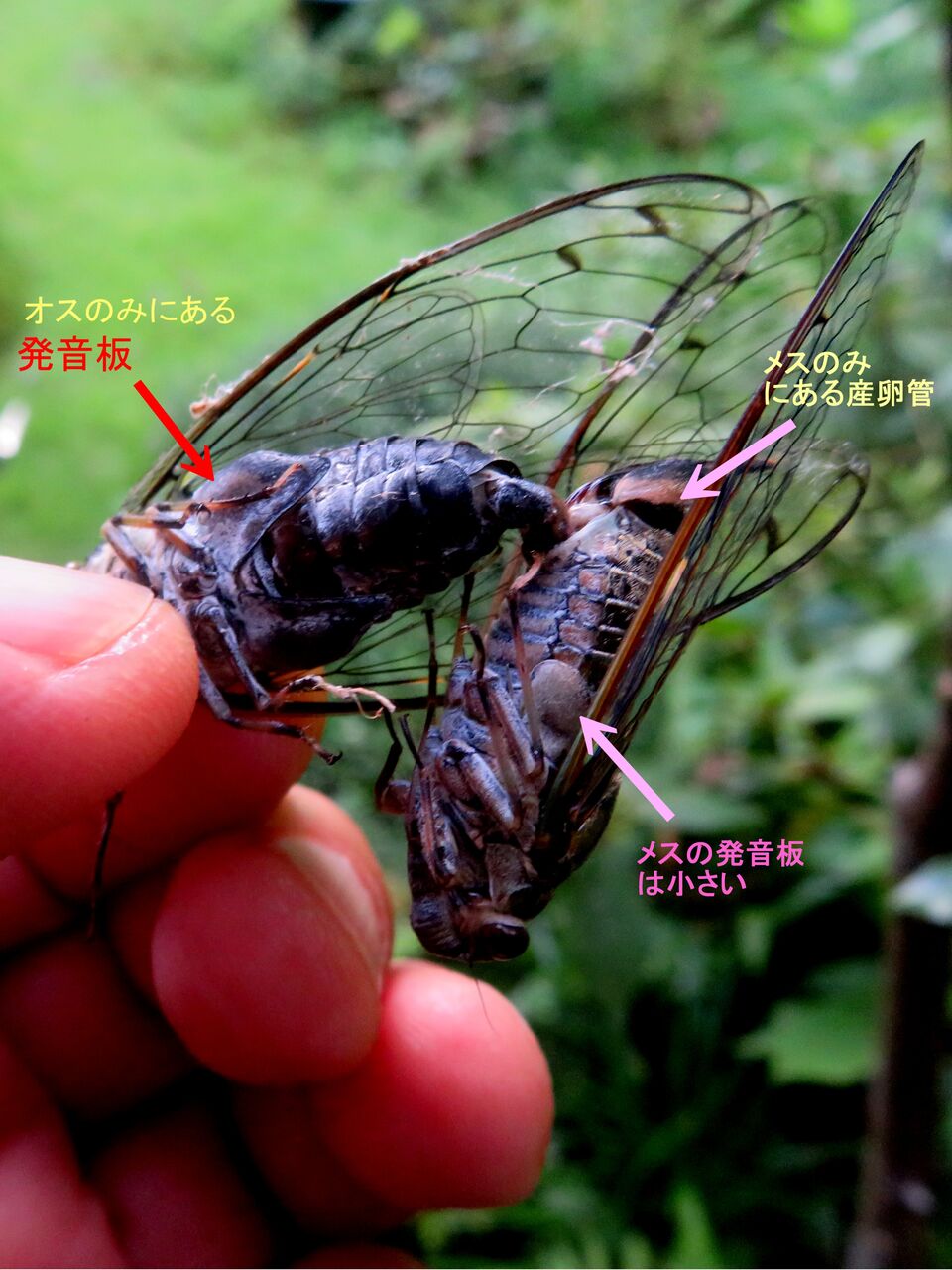 新・動植物歳時記 新・動植物歳時記