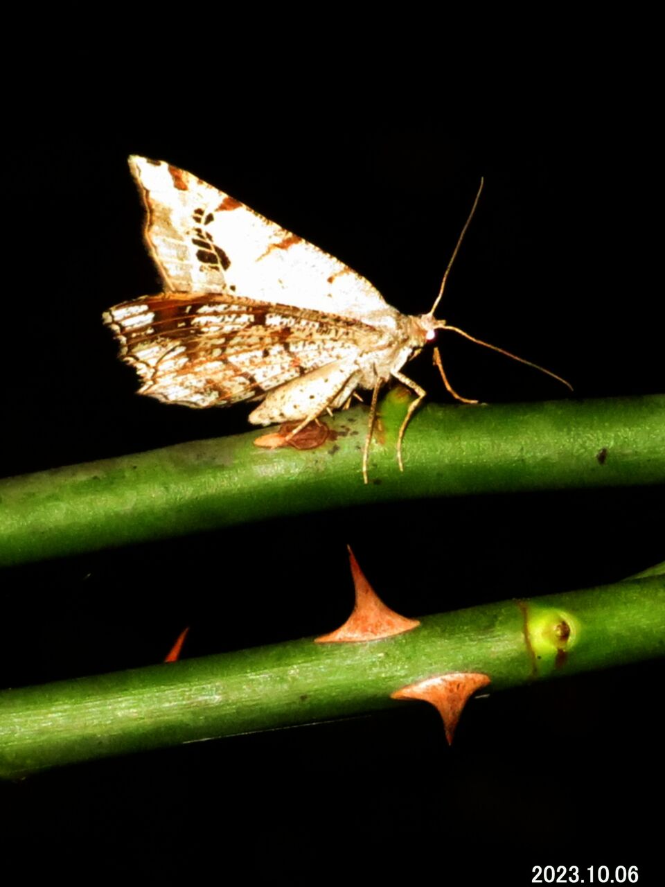 ≪新・旬の風 966≫ 夜の蝶？・・ウスキオエダシャク : 山川草木・動物