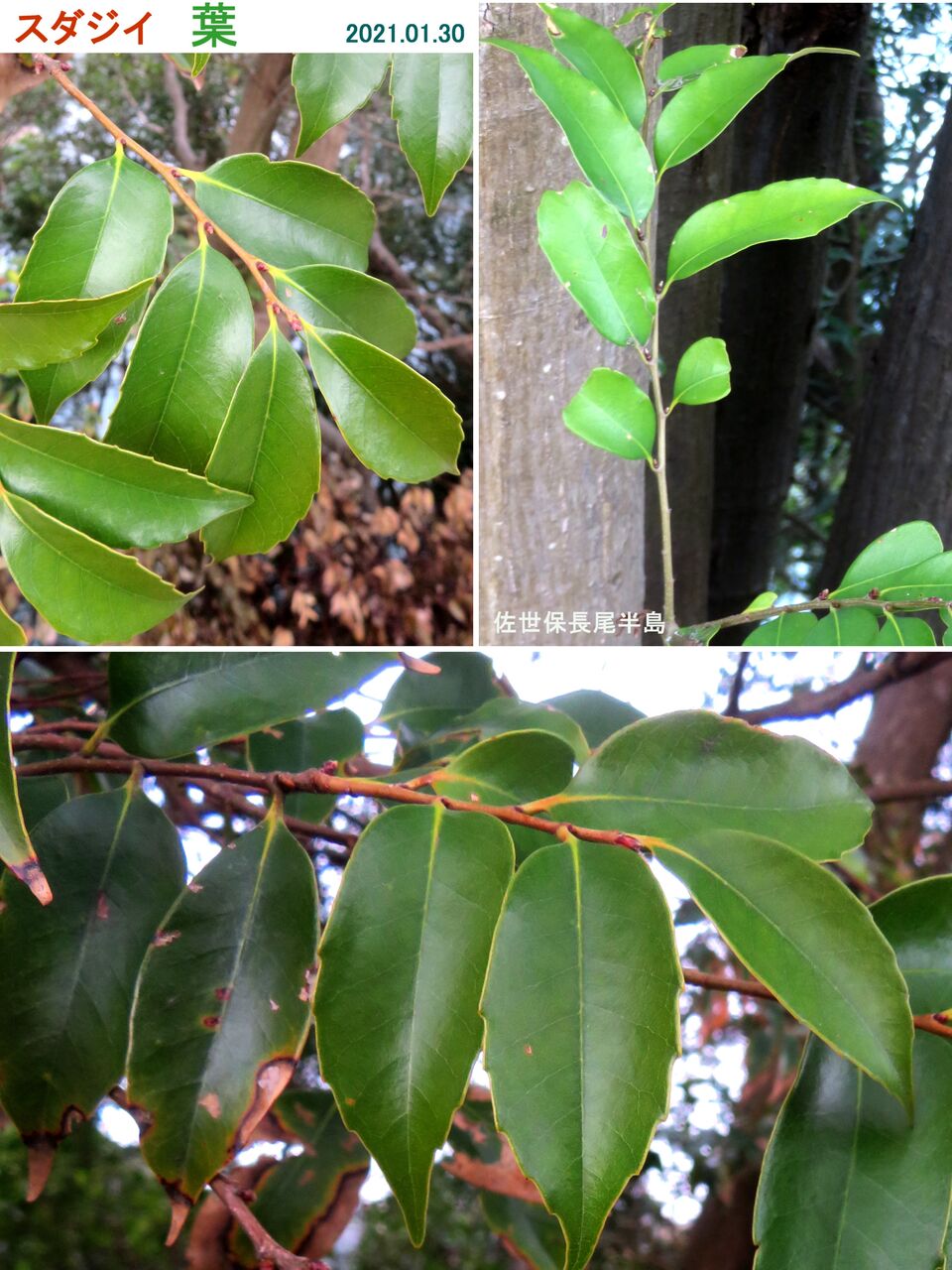 5304 スダジイ 山川草木 動物 歳時記