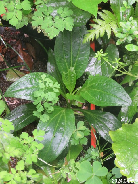 新・動植物歳時記 新・動植物歳時記