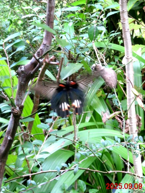 ≪新・旬の風 1298≫ ナガサキアゲハの産卵 : 山川草木・動物 歳時記 Ⅱ