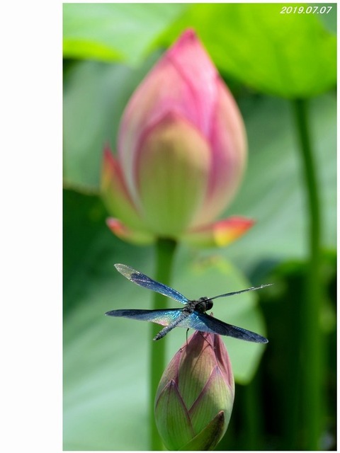 みみ　水彩画　睡蓮とチョウトンボ　値段は600円です みみ 水彩画 睡蓮とチョウトンボ 値段は600円です みみ様専用 水彩画 睡蓮