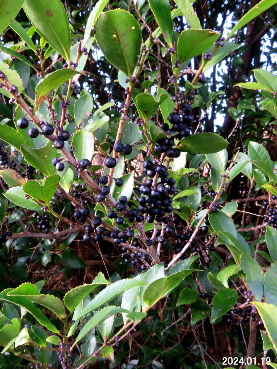 5820) ヒサカキ Ⅴ : 山川草木・動物 歳時記 Ⅱ