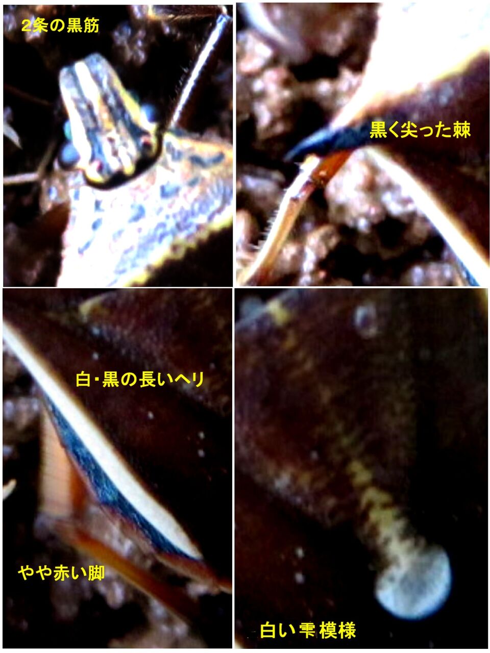 ≪新・旬の風 1442≫ シロヘリクチブトカメムシ : 山川草木・動物