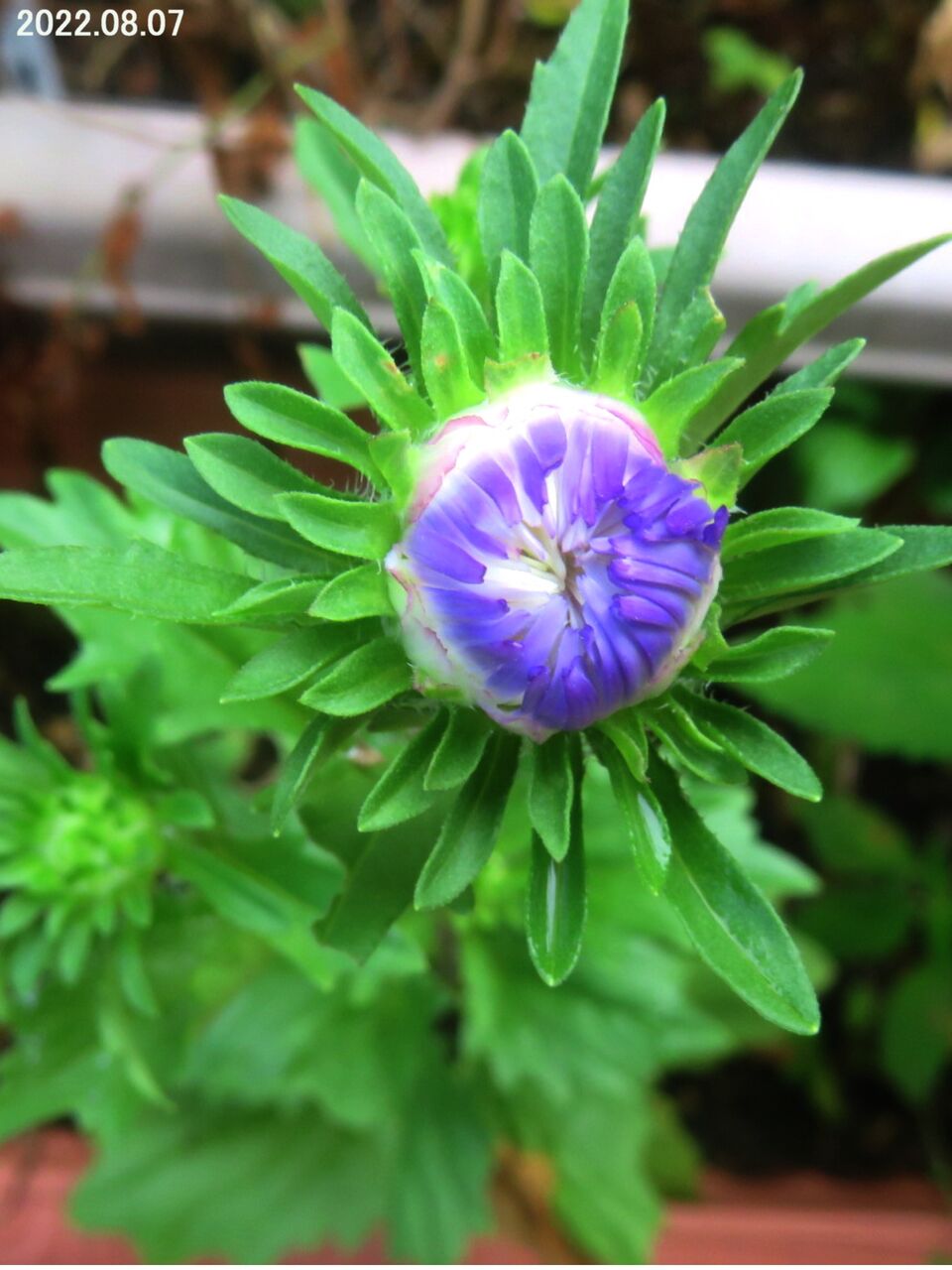 5579 エゾギク 蝦夷菊 の一種 山川草木 動物 歳時記
