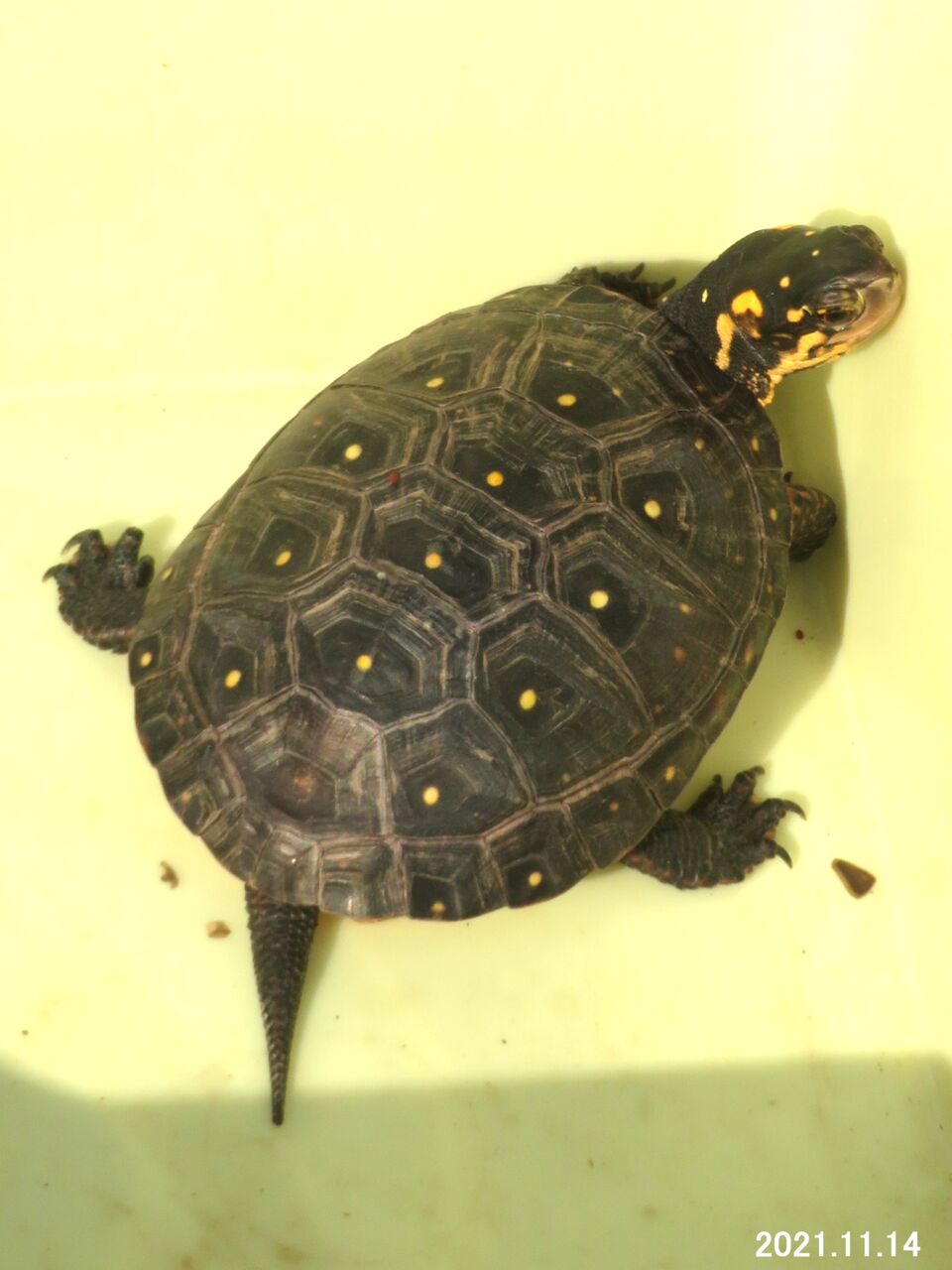 新・動植物歳時記 新・動植物歳時記 【公式通販】