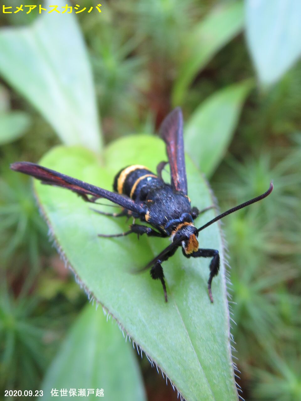 新 旬の風 131 ヒメアトスカシバ 山川草木 動物 歳時記