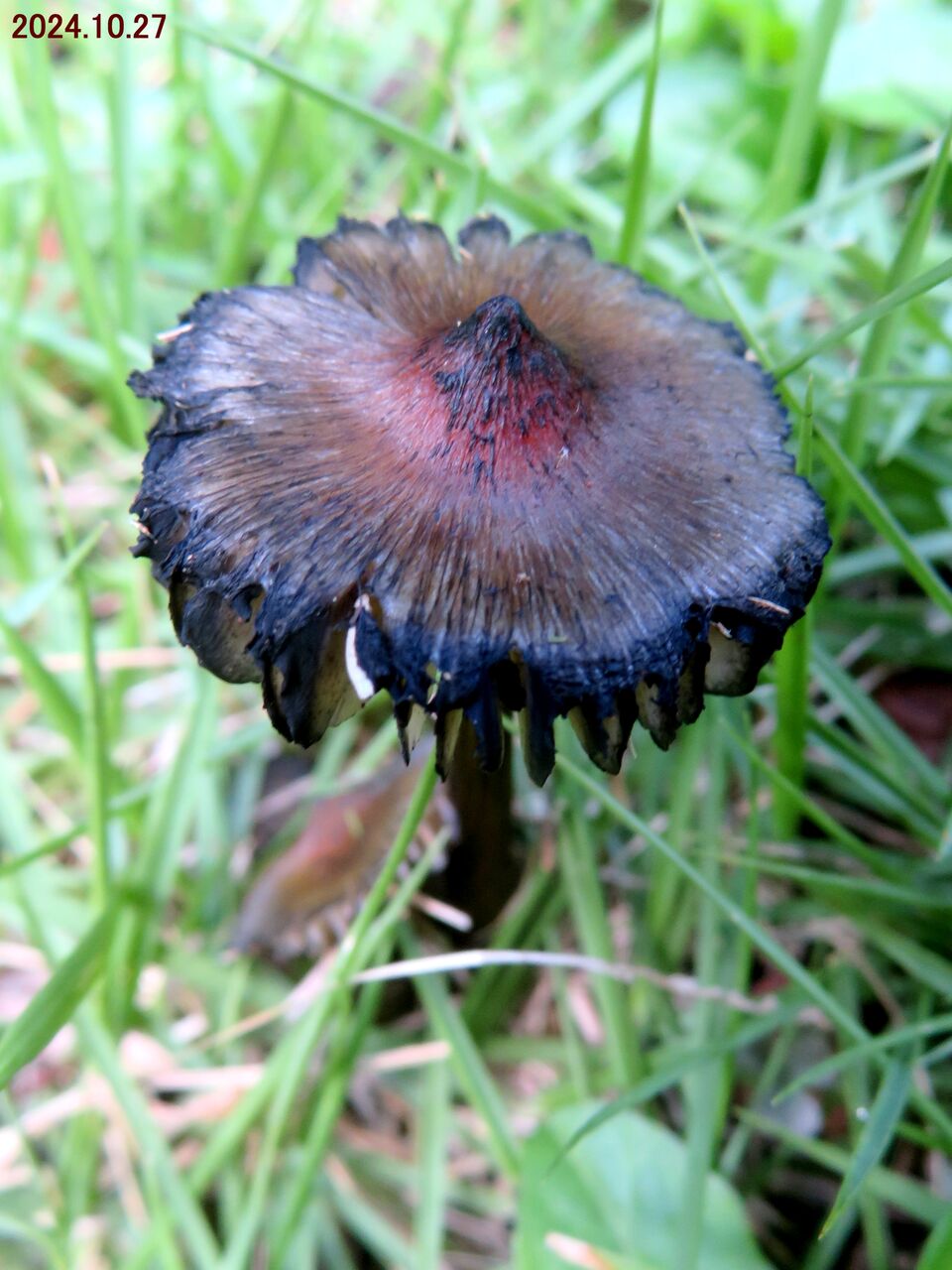 黒キノコ 5961) 名前不明の黒いキノコ (オオヒメノカサの近縁種？） : 山川草木