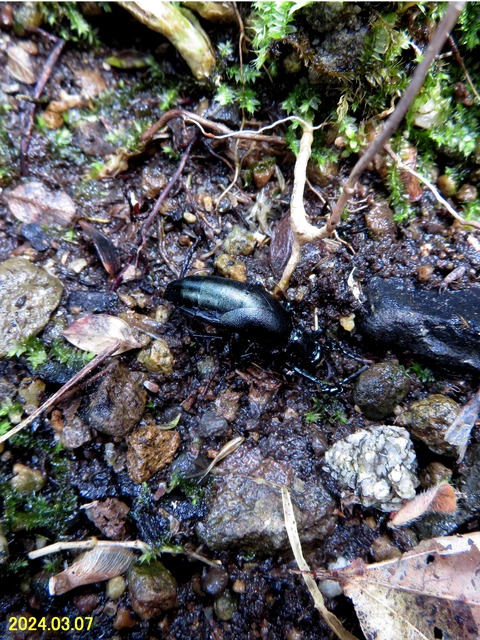 ≪新・旬の風 1032≫ ヒメツチハンミョウ ♂ : 山川草木・動物 歳時記 Ⅱ