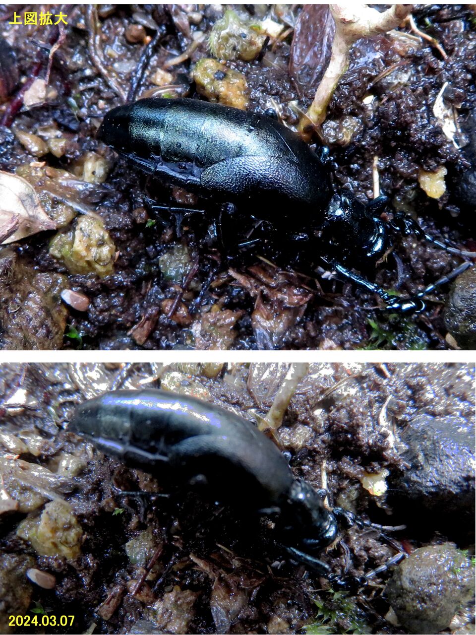 ≪新・旬の風 1032≫ ヒメツチハンミョウ ♂ : 山川草木・動物 歳時記 Ⅱ