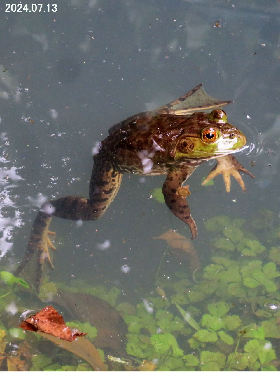 ≪新・旬の風 1098≫ ウシガエルの死 : 山川草木・動物 歳時記 Ⅱ