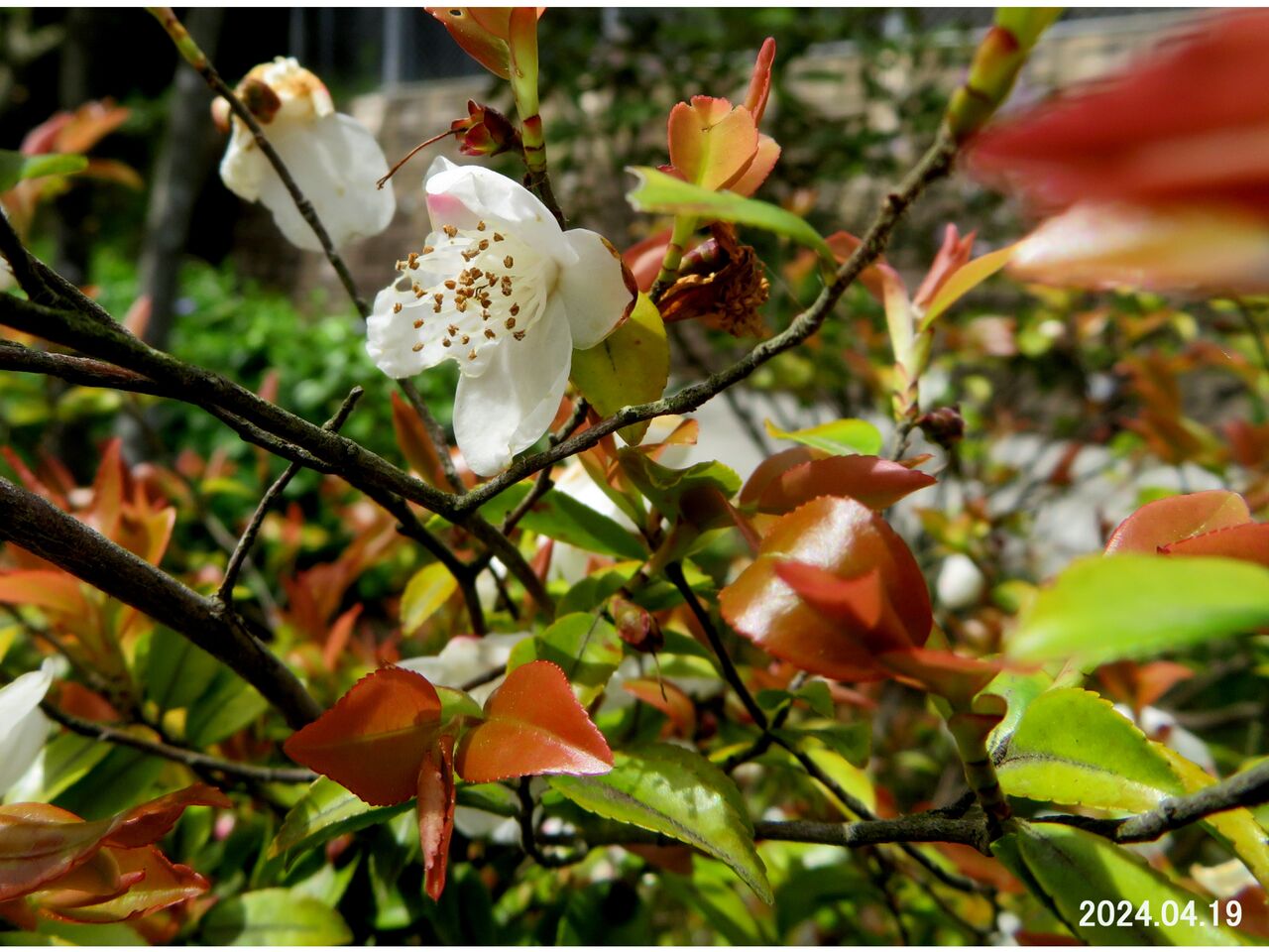カメリアエリナ 120センチ 園芸ネット本店｜カメリア：エリナ