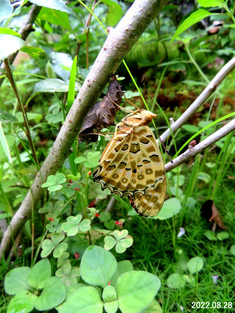 新 旬の風 764 羽化直後のツマグロヒョウモン 山川草木 動物 歳時記
