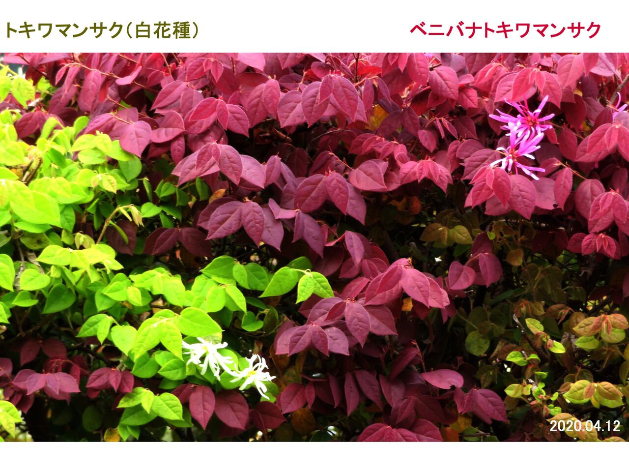 5158 トキワマンサク 白花種 山川草木 動物 歳時記