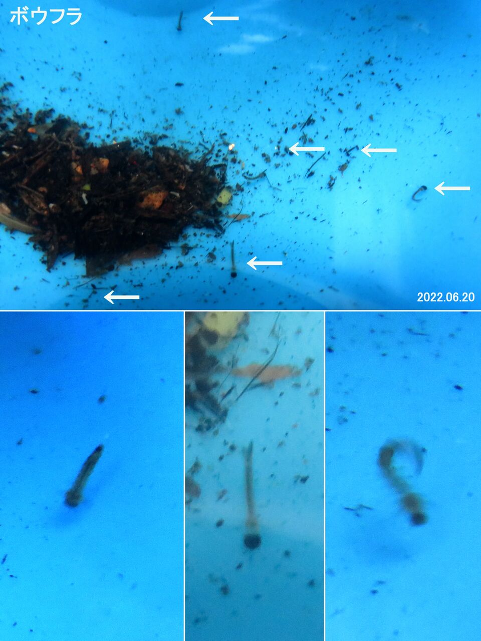新 旬の風 7 メダカの稚魚が減る理由 山川草木 動物 歳時記