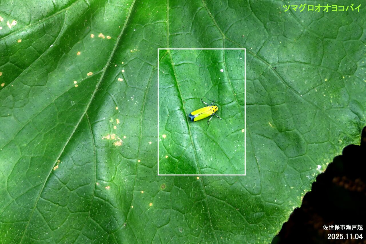 緑と黄色の葉 yellowish-leaves-and-spots-on-