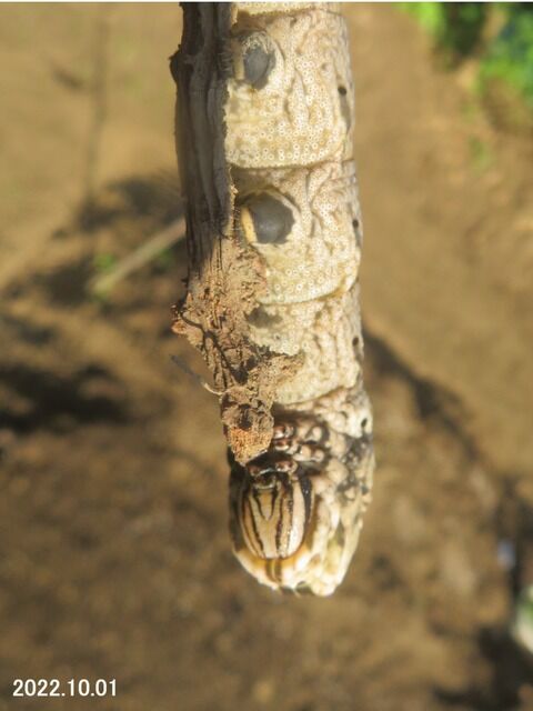 ≪新・旬の風 1323≫ クロメンガタスズメ : 山川草木・動物 歳時記 Ⅱ