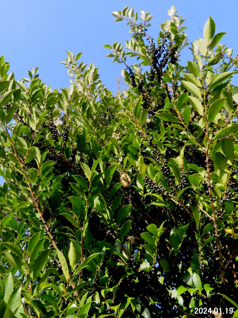 5820) ヒサカキ Ⅴ : 山川草木・動物 歳時記 Ⅱ