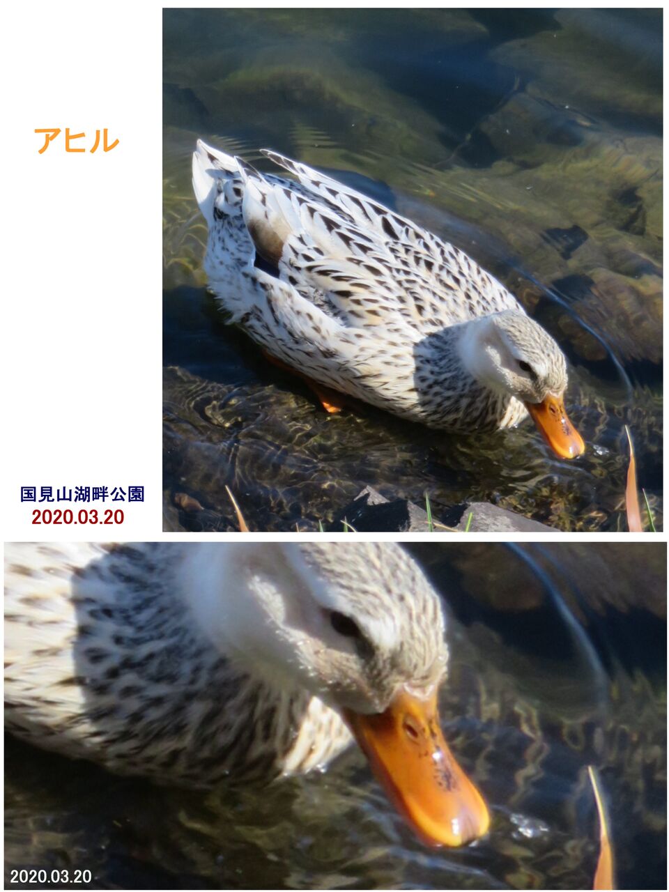 ≪瞬・旬の風 15 ≫ 「アヒル」って何？ : 山川草木・動物 歳時記 Ⅱ
