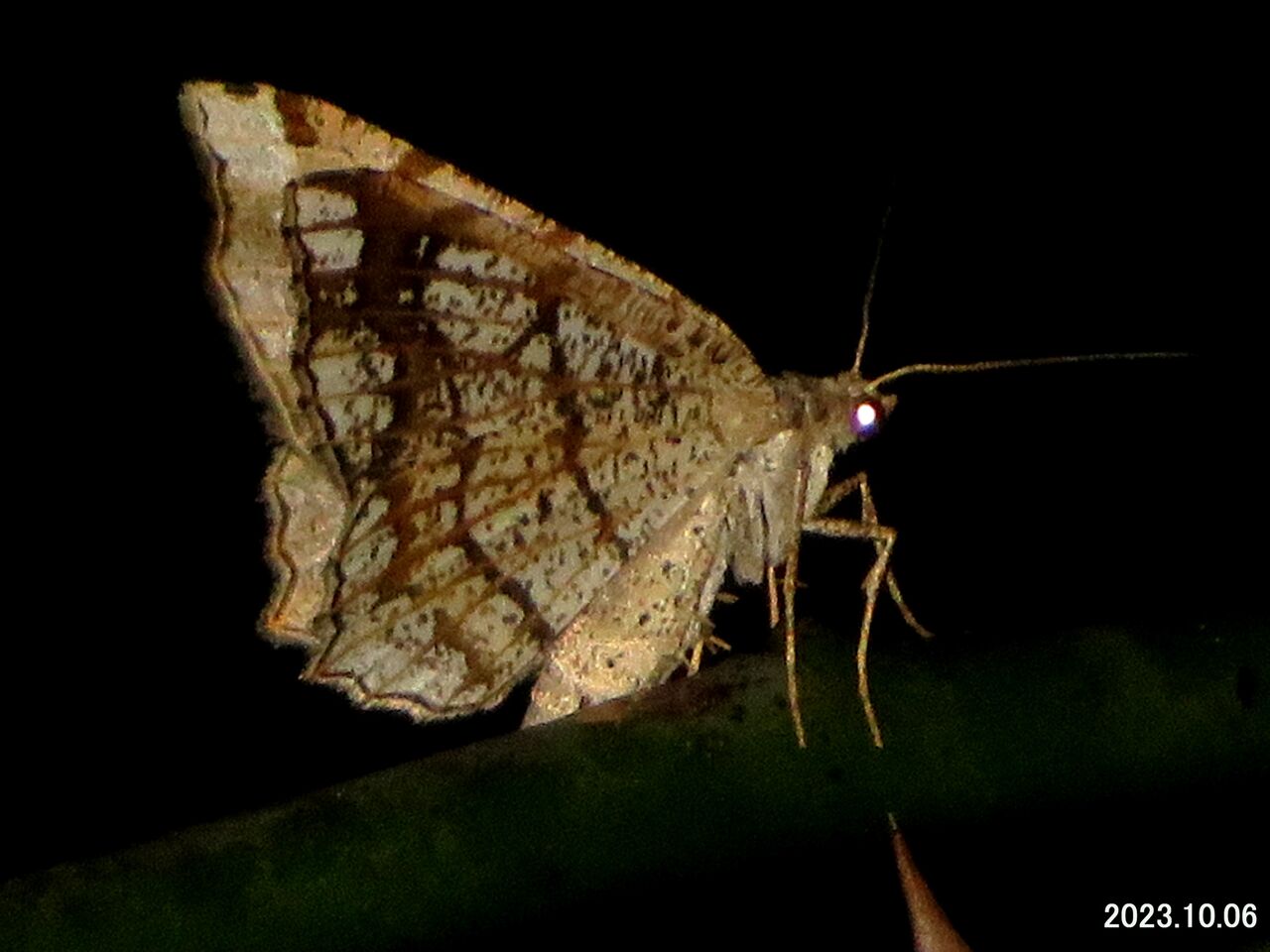 ≪新・旬の風 966≫ 夜の蝶？・・ウスキオエダシャク : 山川草木・動物