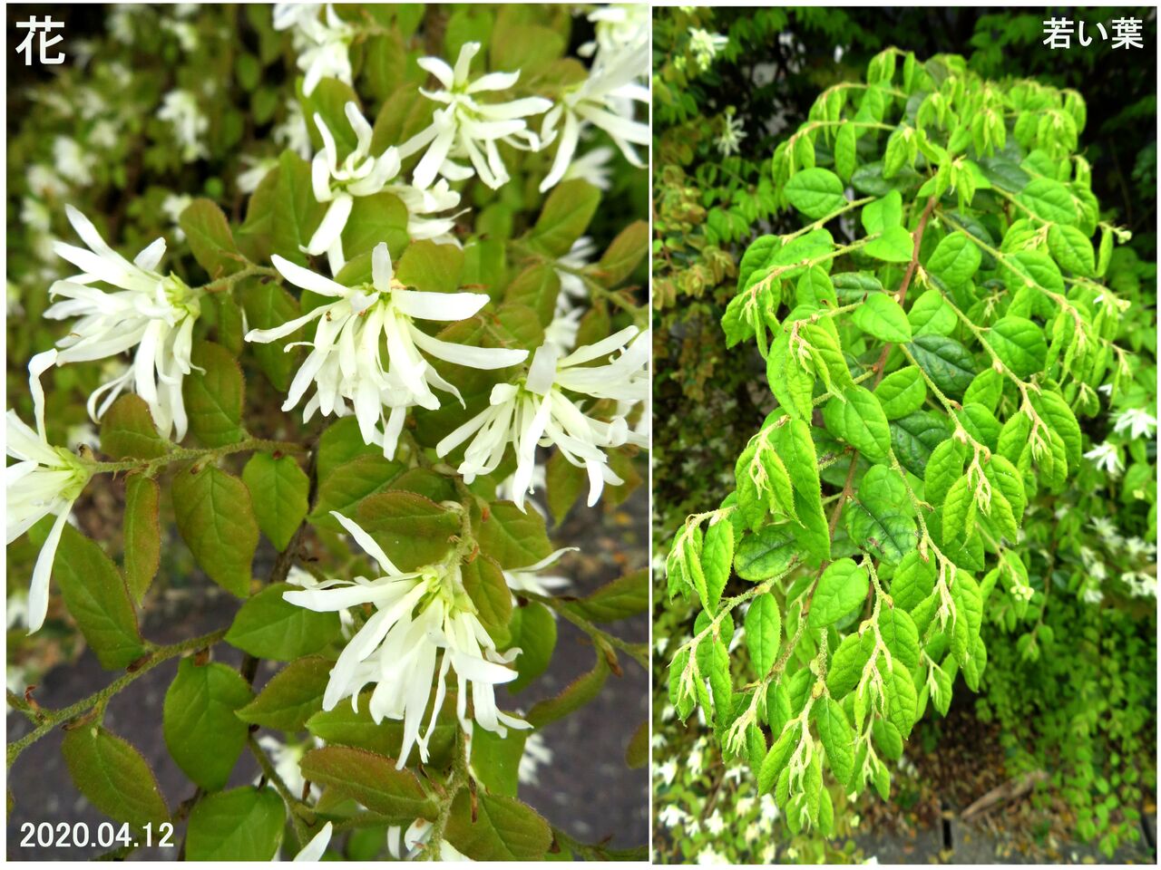 5158 トキワマンサク 白花種 山川草木 動物 歳時記