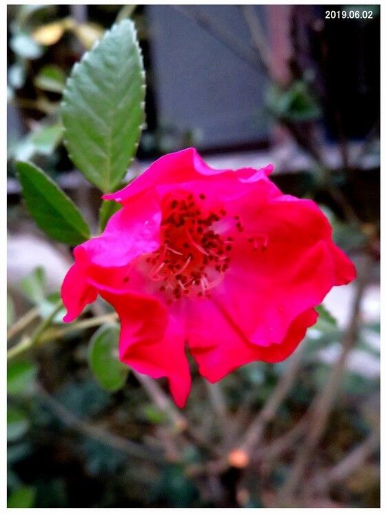 5063 ノイバラ 赤色 アカバナノイバラ ミヤビ 山川草木 動物 歳時記