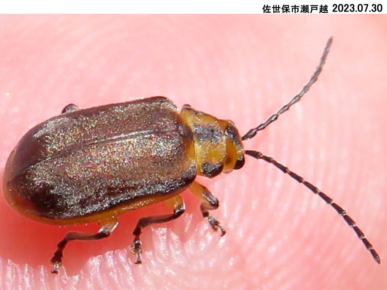 ≪新・旬の風 936≫ サンゴジュハムシ : 山川草木・動物 歳時記 Ⅱ
