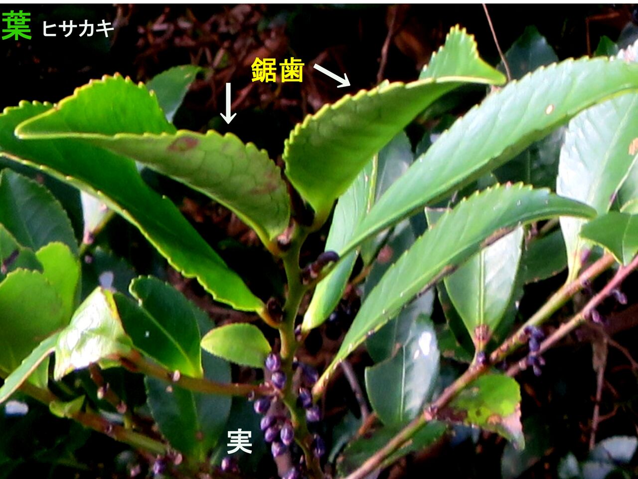 5820) ヒサカキ Ⅴ : 山川草木・動物 歳時記 Ⅱ