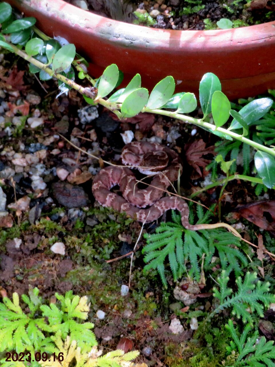 三河のマムシ マムシ | ガサガサ&釣り&アフリカツイン