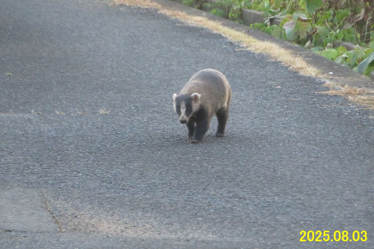 ≪新・旬の風 1275≫ コヤツか？！ アナグマめ！ : 山川草木・動物