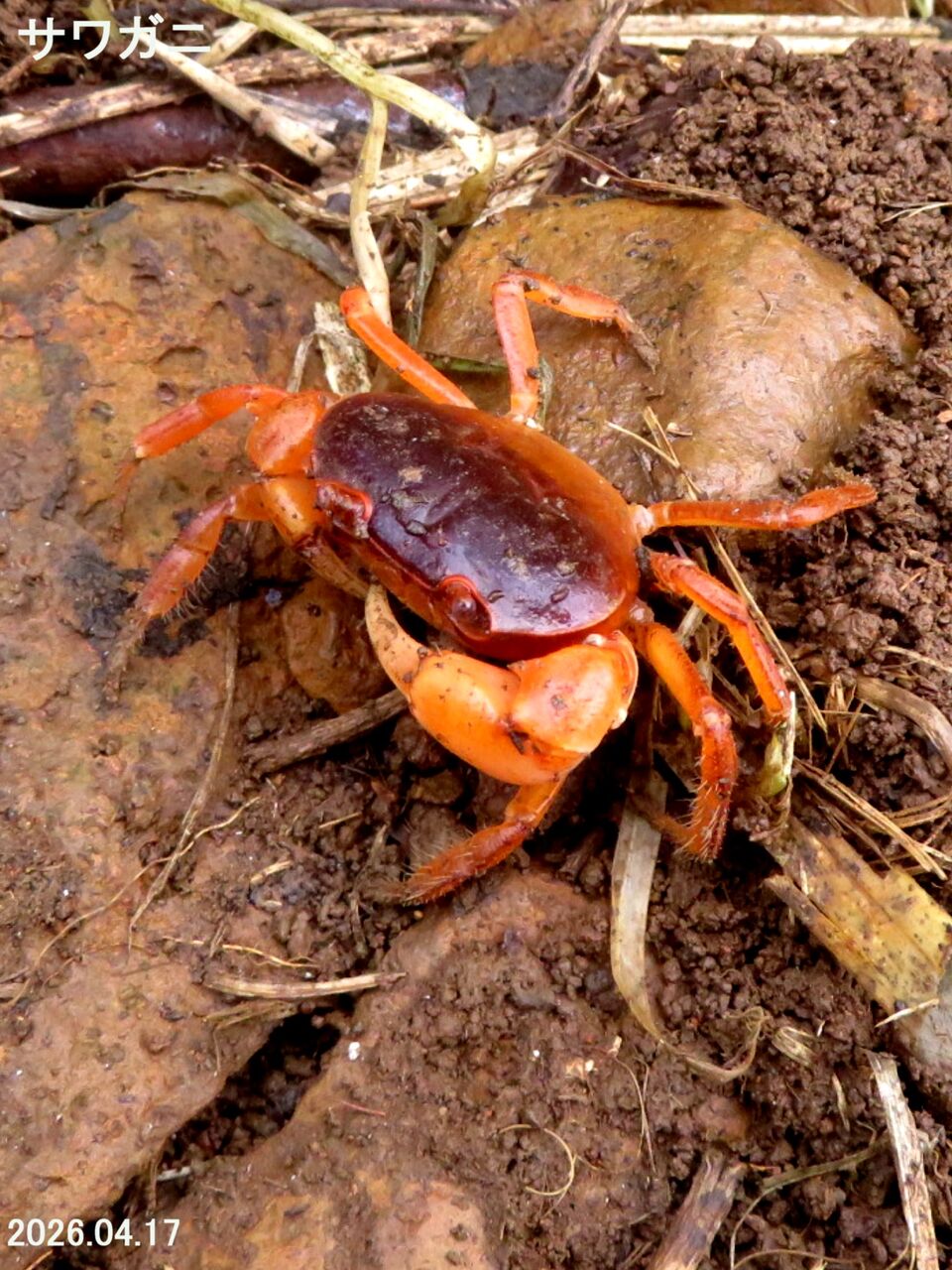 ≪新・旬の風 1407≫ サワガニ（雄） : 山川草木・動物 歳時記 Ⅱ