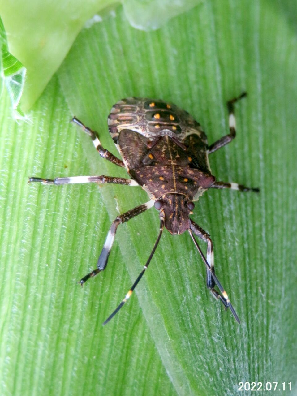 ≪新・旬の風 732≫ カメムシの不明な幼虫 (ツノアオカメムシ?) : 山川草木・動物 歳時記 Ⅱ