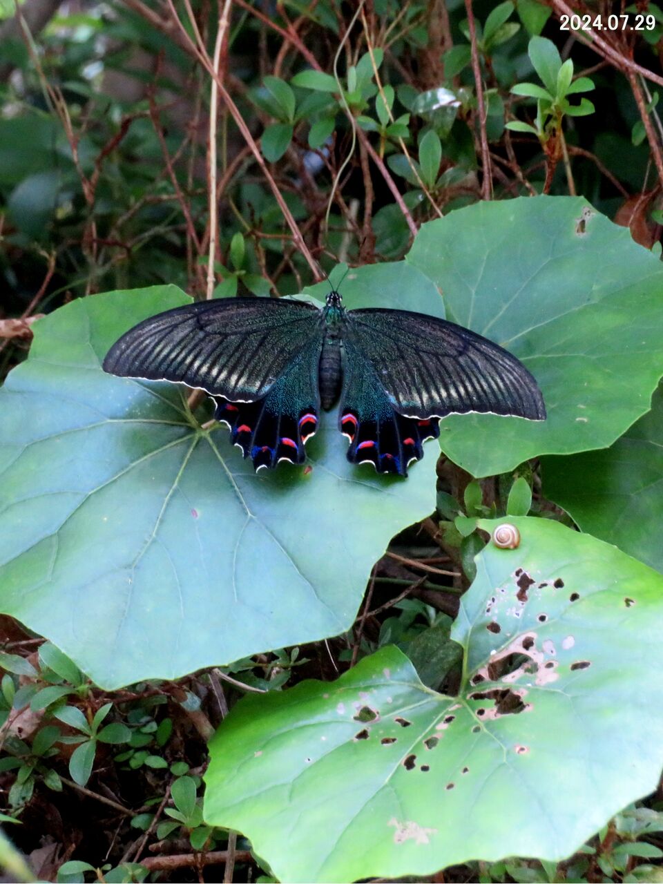 ≪新・旬の風 1105≫ カラスアゲハ(?) 雌 : 山川草木・動物 歳時記 Ⅱ