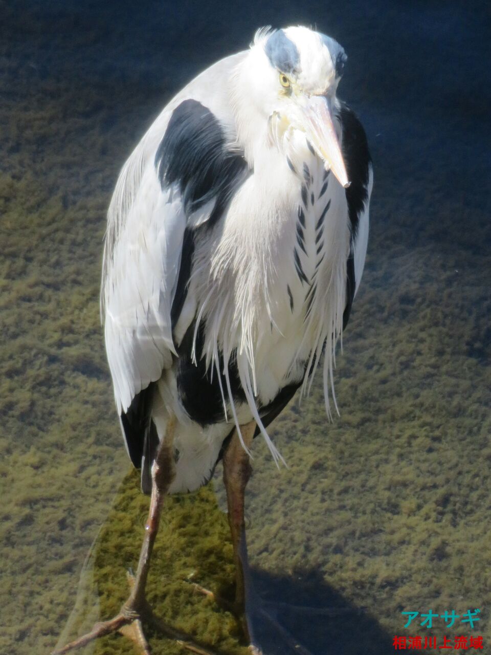 新 旬の風 219 アオサギの幼鳥 山川草木 動物 歳時記 新 旬の風 219 アオサギの幼鳥 山川草木 動物 歳時記