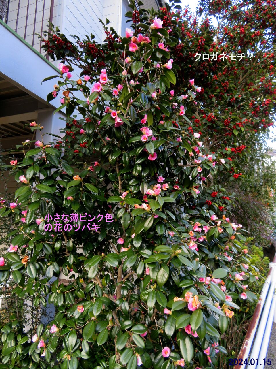 新・動植物歳時記 鳥獣虫魚歳時記 秋冬 | 朝日新聞社, 稲畑 汀子, 飴山 實 |本