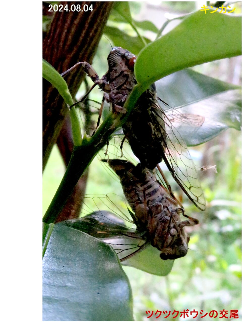 新・動植物歳時記