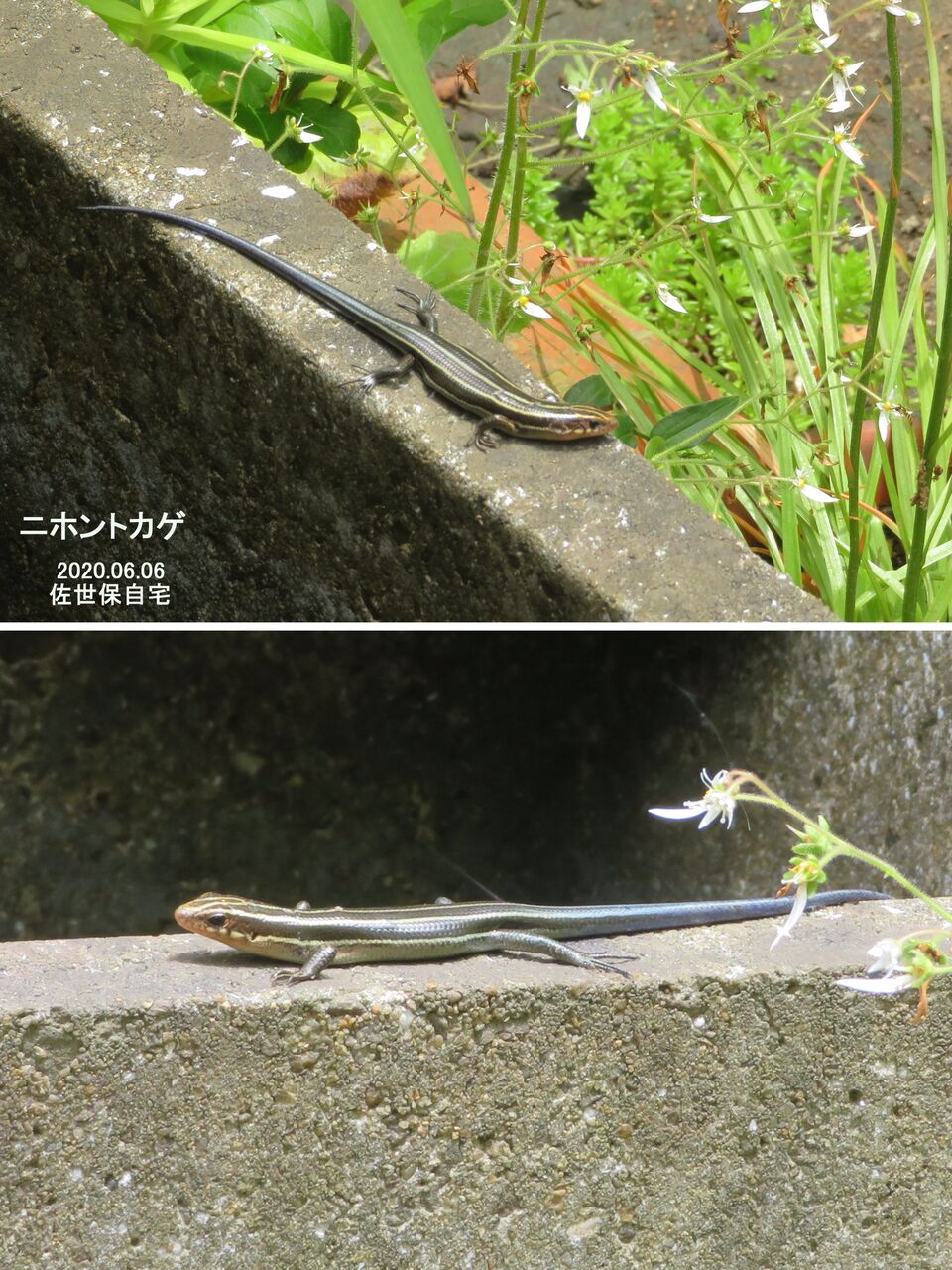 ≪瞬・旬の風 55 ≫ ニホントカゲ : 山川草木・動物 歳時記 Ⅱ