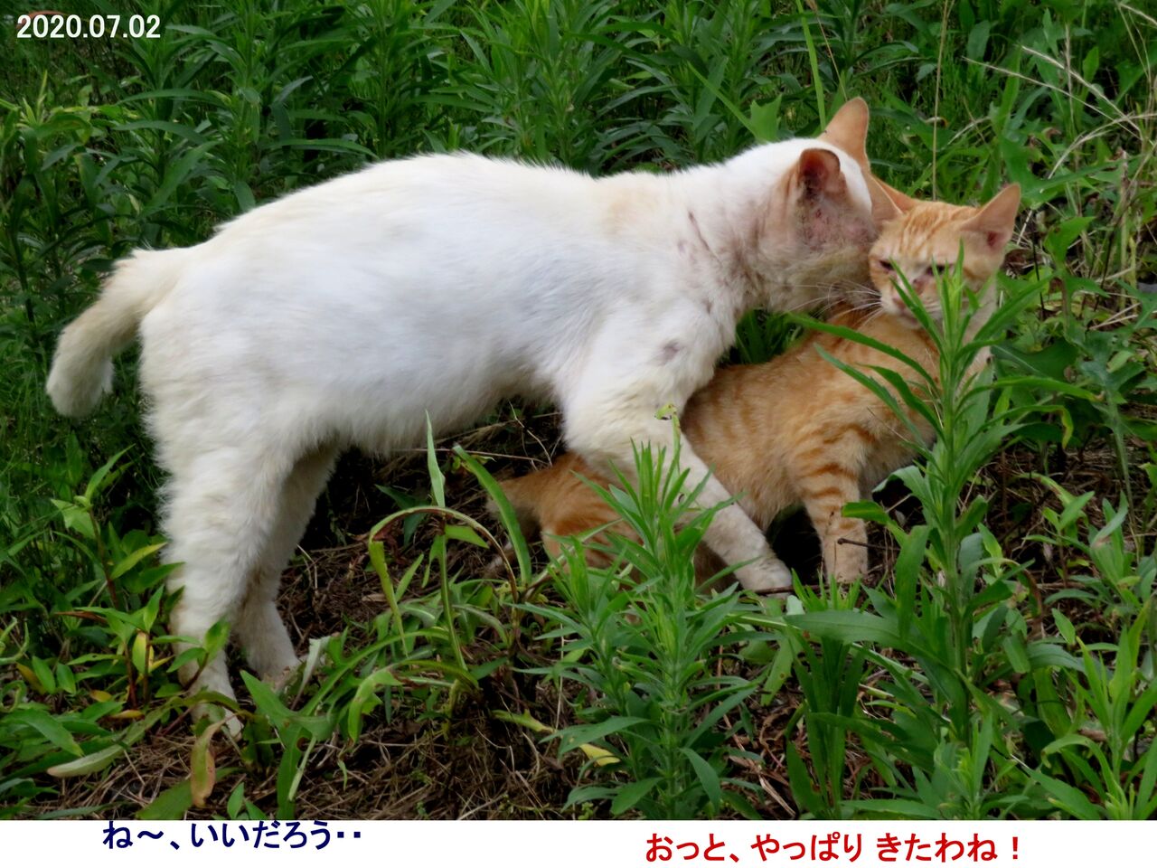 瞬 瞬の風 84 ネコの交尾を見た 山川草木 動物 歳時記 瞬 瞬の風 84 ネコの交尾を見た 山川草木 動物 歳時記