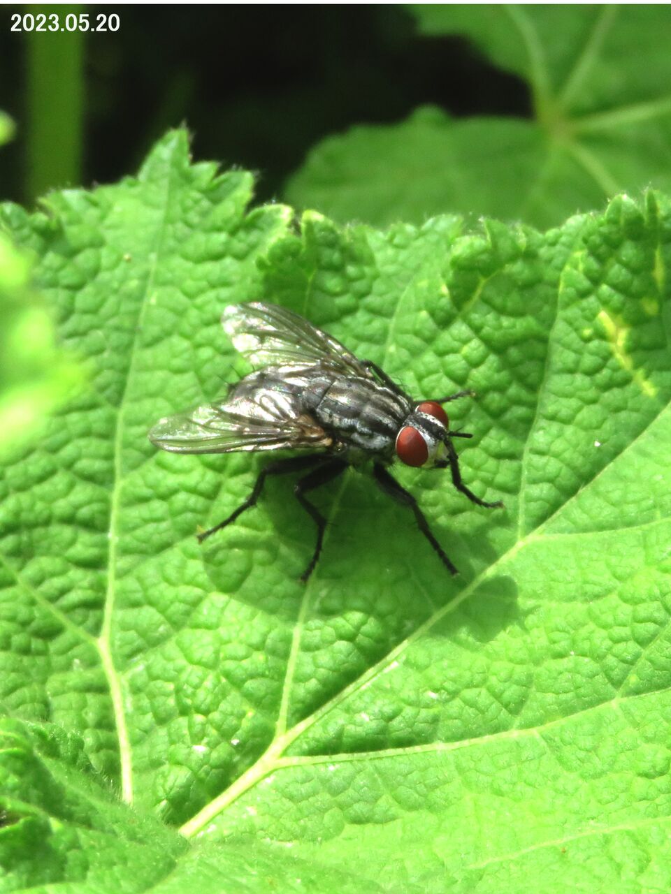 新・動植物歳時記 新・動植物歳時記 新・動植物歳時記