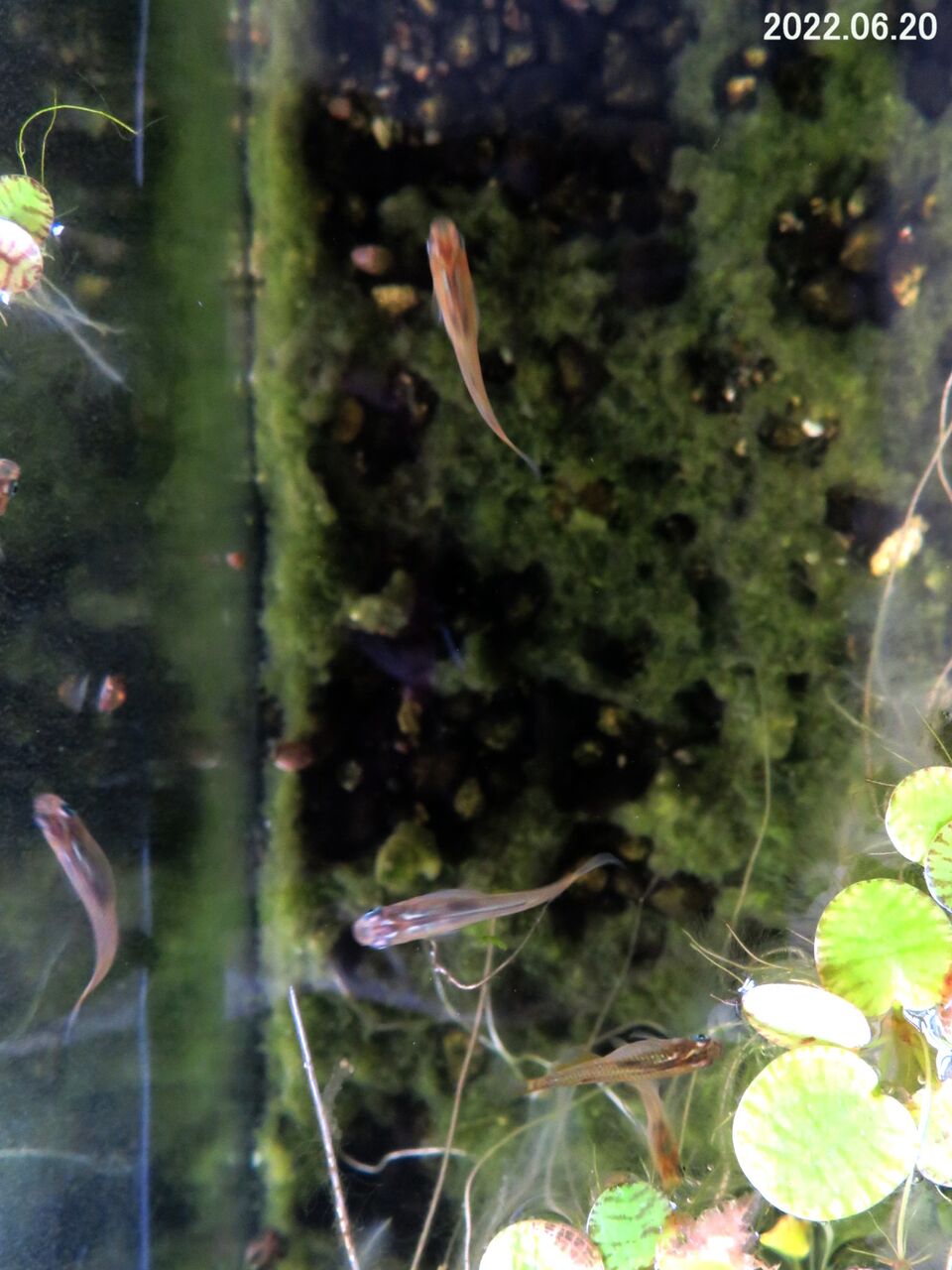 新 旬の風 7 メダカの稚魚が減る理由 山川草木 動物 歳時記