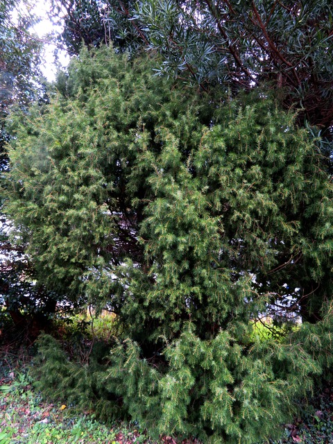 5144) ネズ(ネズミサシ) [もしくはレバノンスギ] : 山川草木・動物