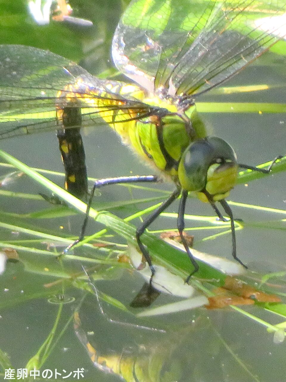 新 瞬の風 237 クロスジギンヤンマ 山川草木 動物 歳時記