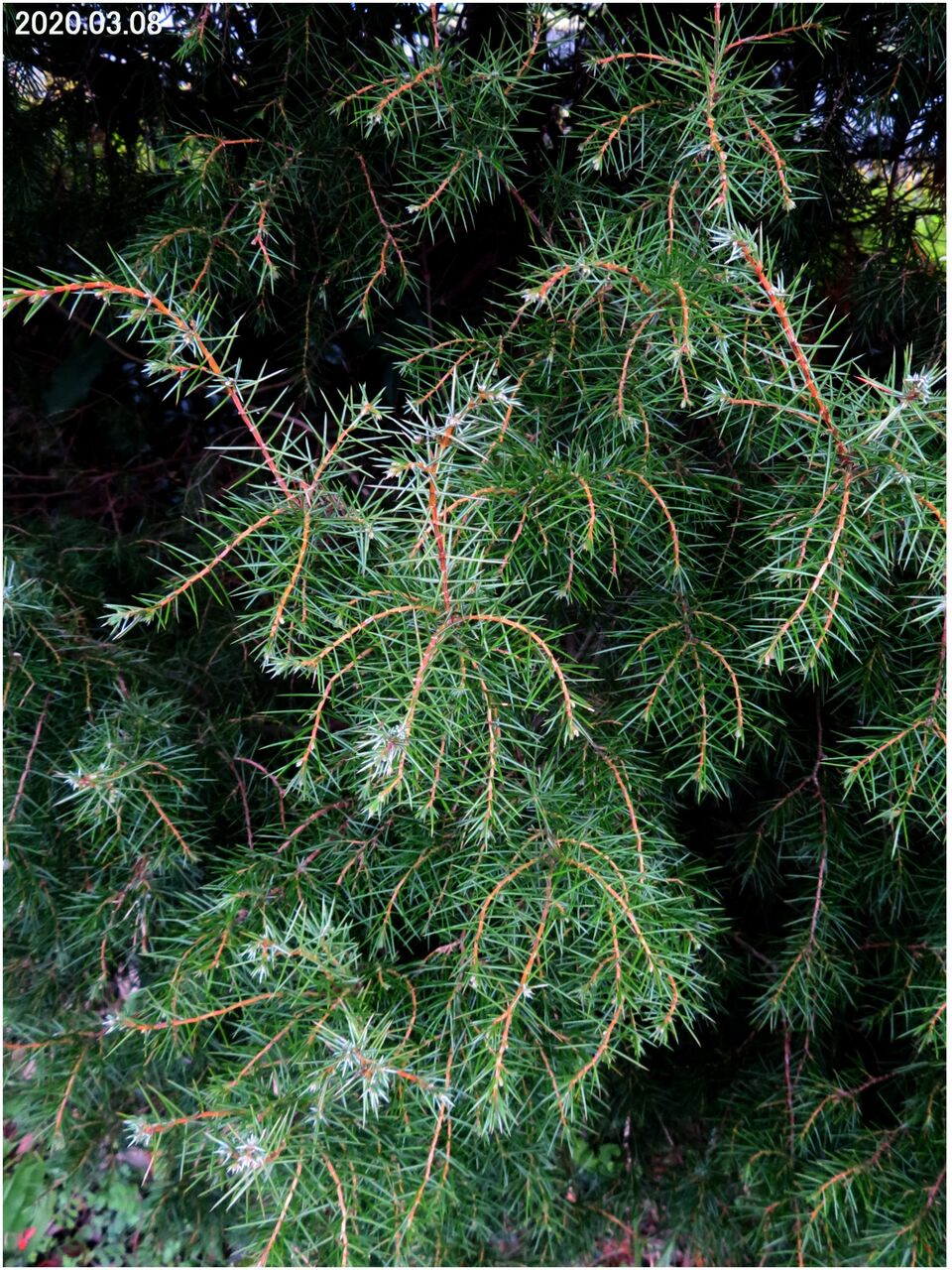 5144) ネズ(ネズミサシ) [もしくはレバノンスギ] : 山川草木・動物