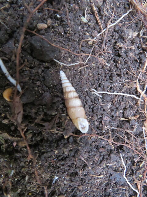 貝殻標本 17種 キセル貝 まとめ売り コレクター放出品 トノサマギセル ナミギセル アワジウツミギセル ハコネギセル ハゲギセル等 Www Galerieamlindenhof Ch