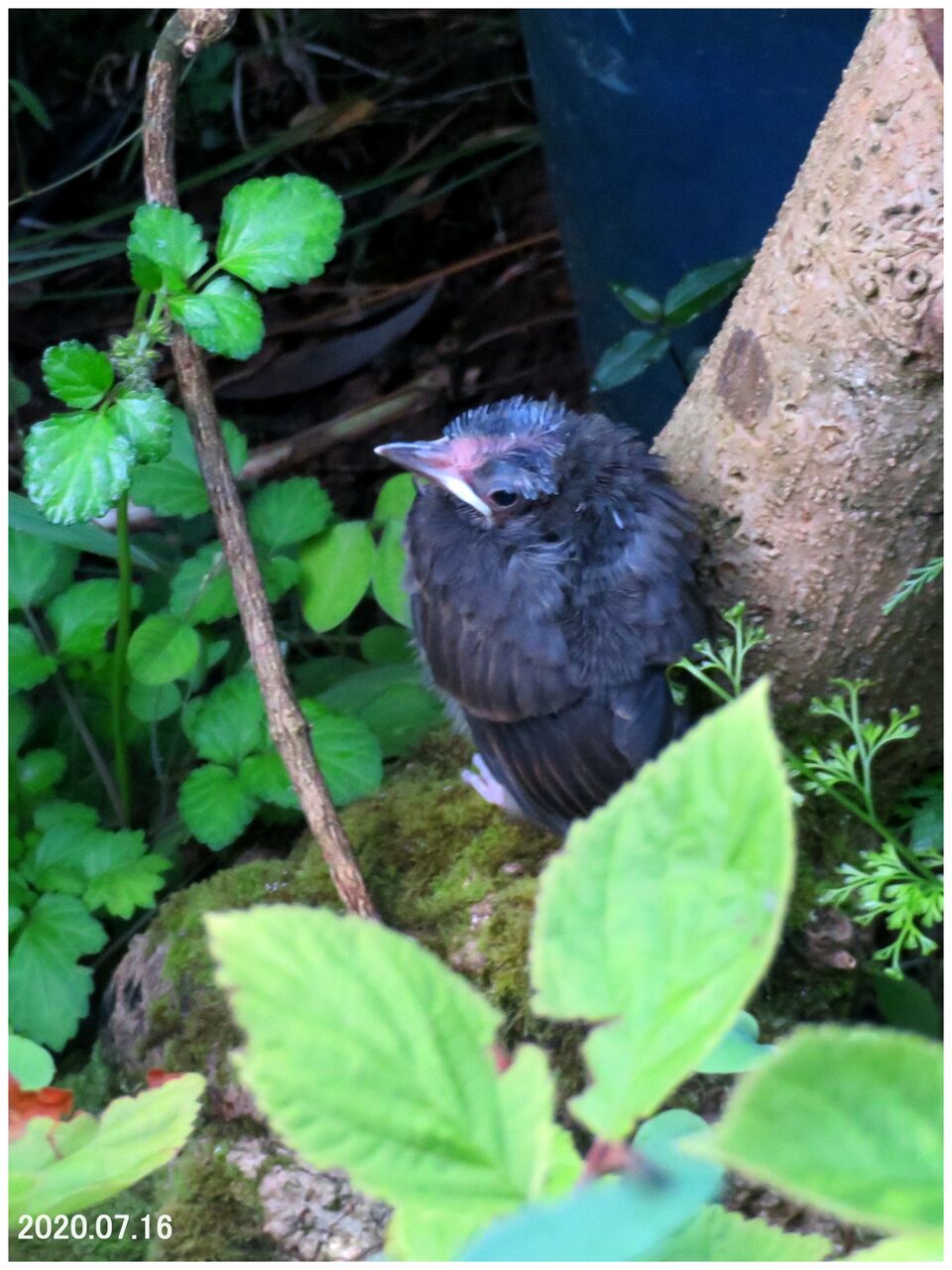 瞬 旬の風 91 ヒヨドリの幼鳥 山川草木 動物 歳時記 瞬 旬の風 91 ヒヨドリの幼鳥 山川草木 動物 歳時記