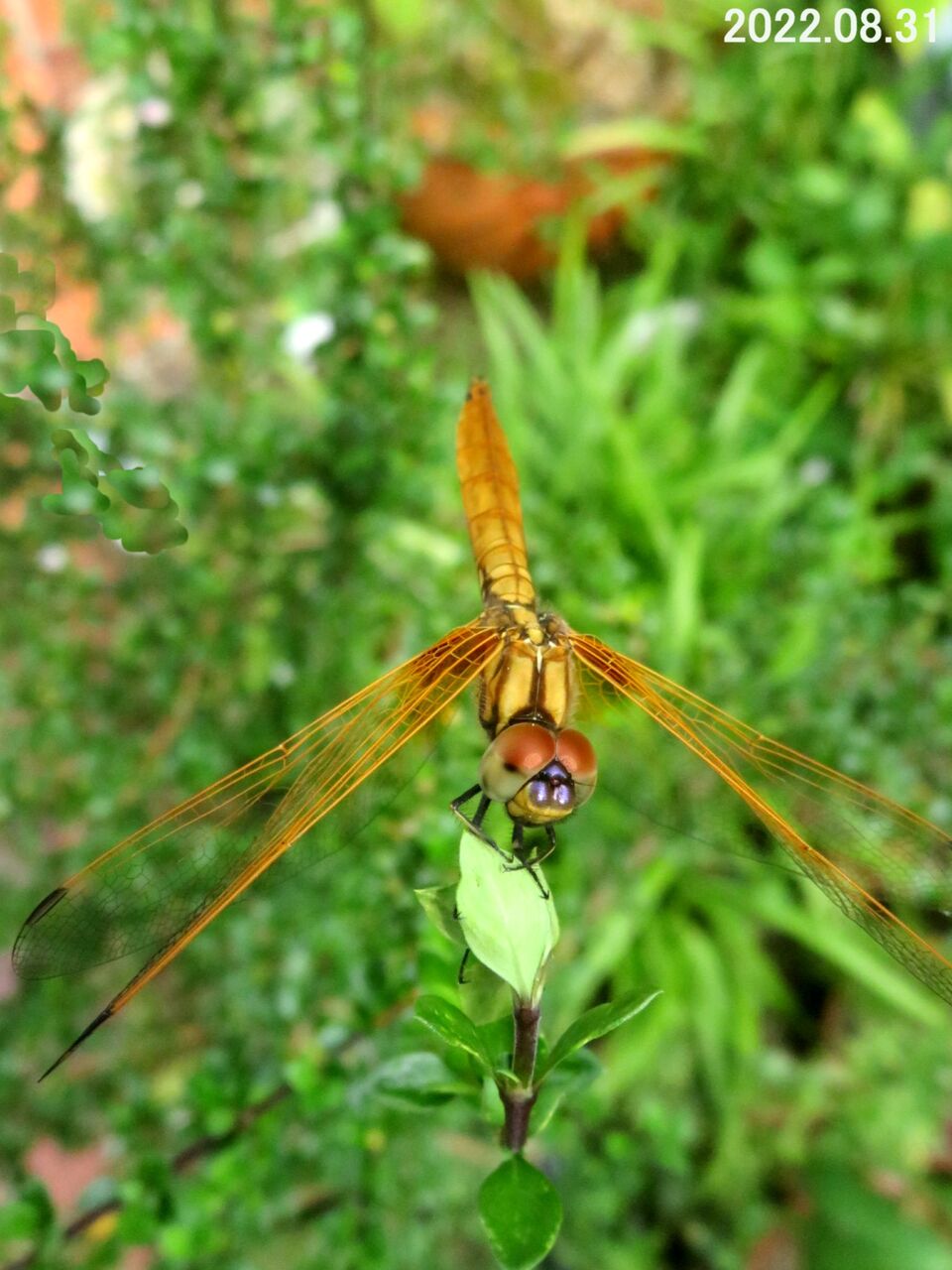 ヘドンホホ $_12.JPG?set_id=880000500F