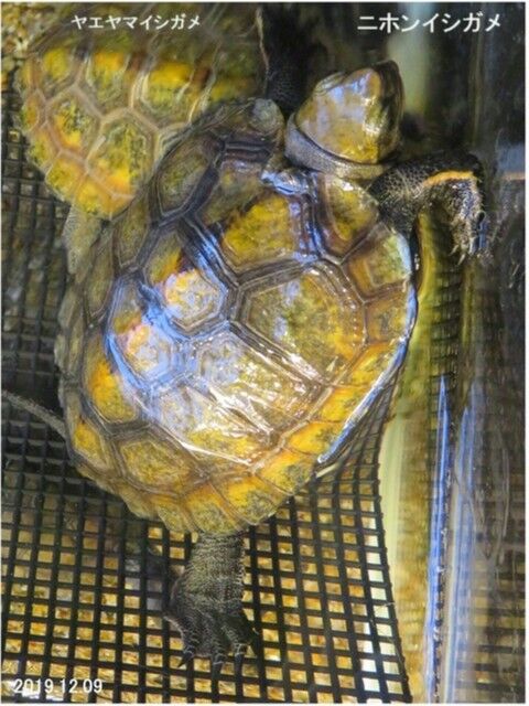 瞬の風 977 ヤエヤマイシガメ ヤエヤマミナミイシガメ 山川草木 動物 歳時記 瞬の風 977 ヤエヤマイシガメ ヤエヤマミナミイシガメ 山川草木 動物 歳時記