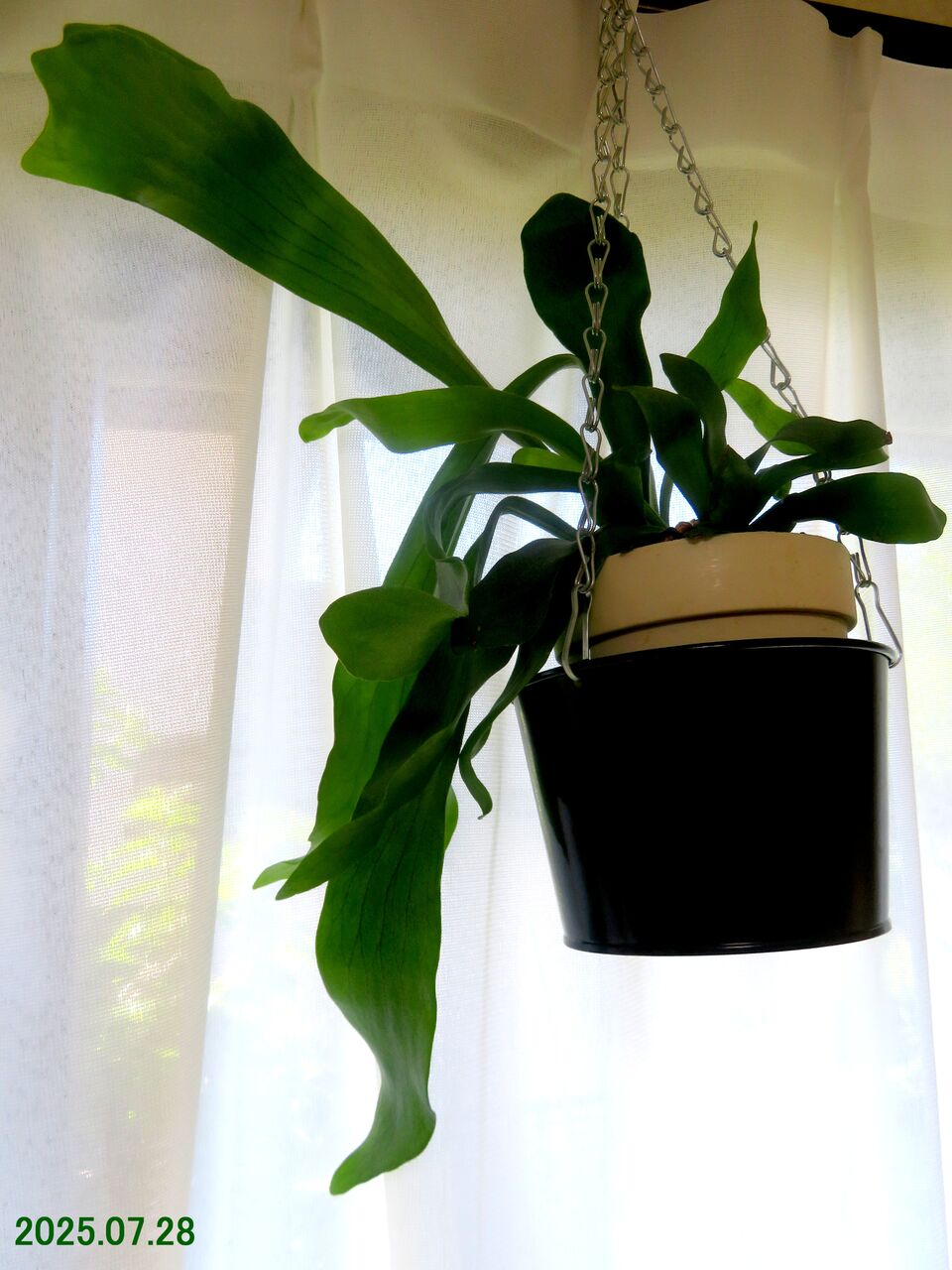 6108) コウモリラン「別名：ビカクシダ」 Ⅲ : 山川草木・動物 歳時記 Ⅱ