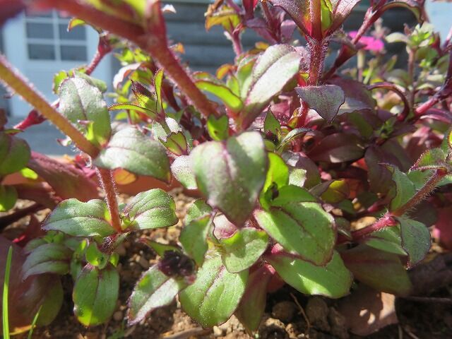5308 シレネ ピンクパンサー Silene Pseudoatocion 学名 山川草木 動物 歳時記 5308 シレネ ピンクパンサー Silene Pseudoatocion 学名 山川草木 動物 歳時記